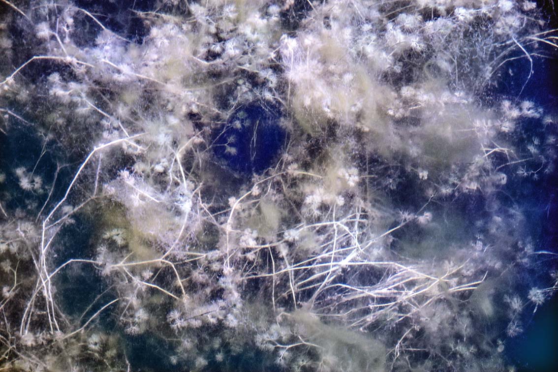 Fragile (16)